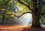 Árvore carvalho com folhas ao chão e luz do sol refletida