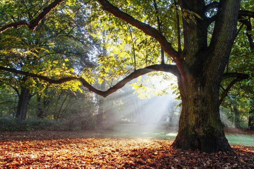 Árvore carvalho com folhas ao chão e luz do sol refletida