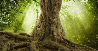 randes raízes de árvores e sol em uma floresta verde