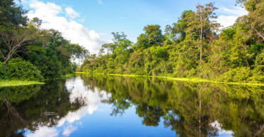 Floresta amazônica perfeitamente refletida em uma parte do rio.