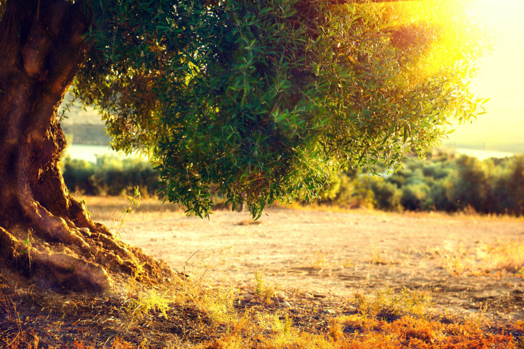 Plantação de oliveiras ao pôr do sol