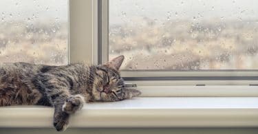 Gato bonito dormindo no peitoril da janela em um dia chuvoso