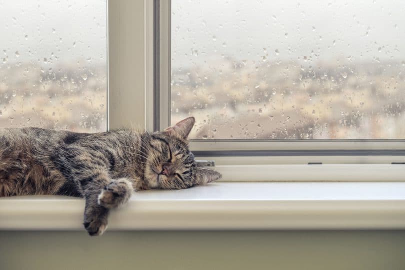 Gato bonito dormindo no peitoril da janela em um dia chuvoso