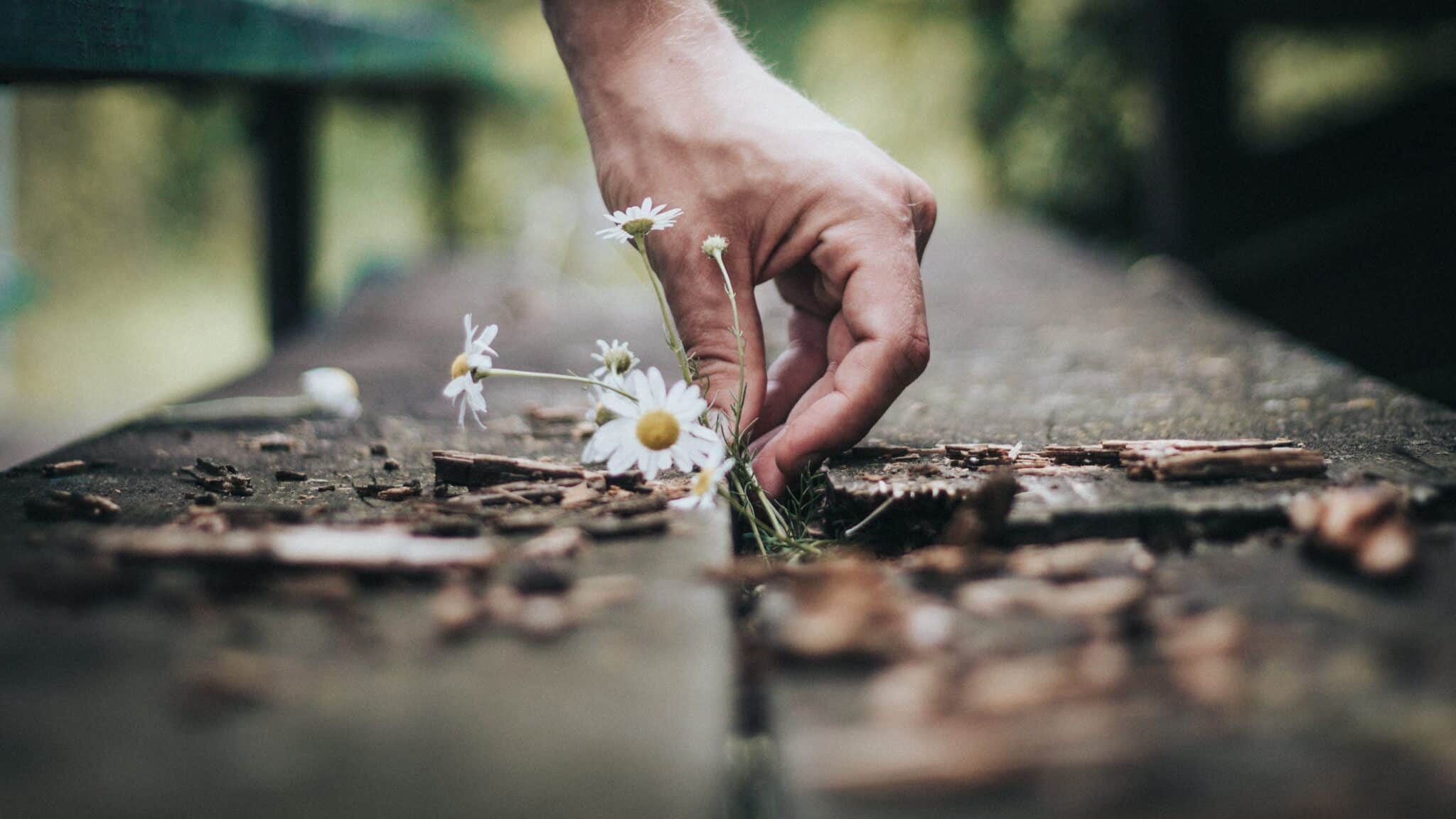 Mão masculina segurando flores.