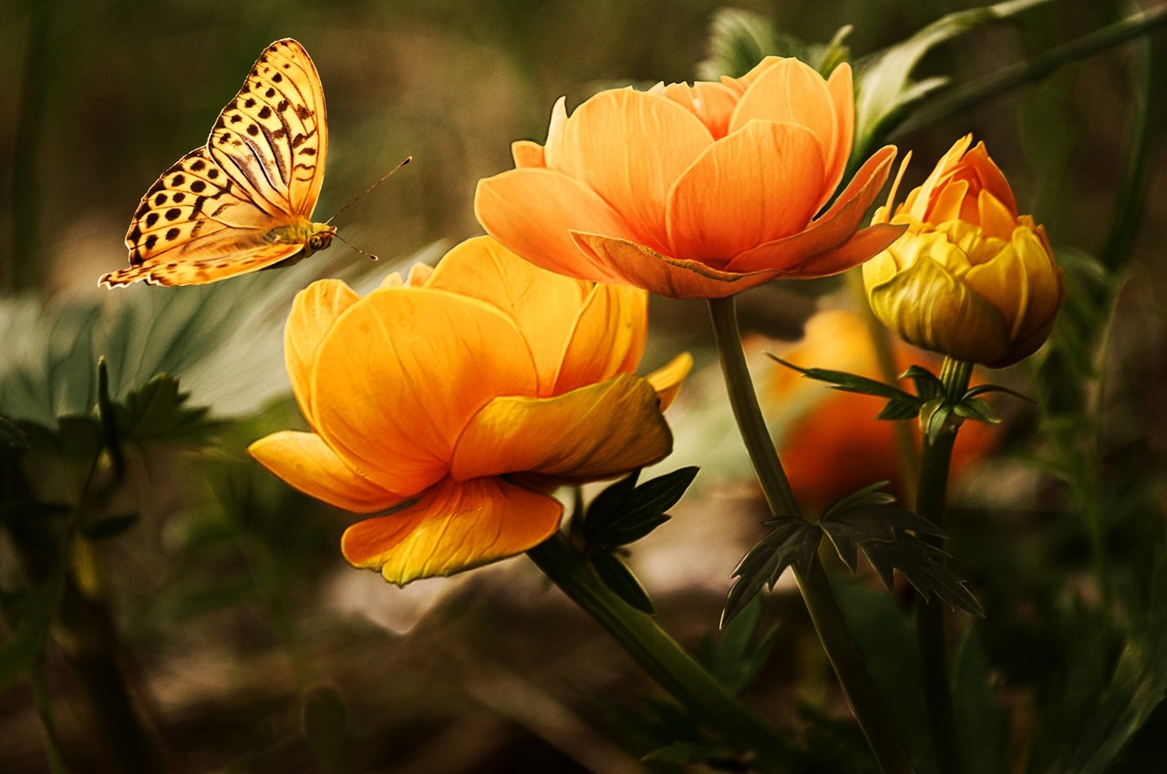 Flores amarelas com borboleta pousando no Equinócio de Primavera