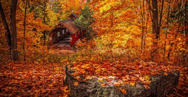 Bosque de folhas alaranjadas.