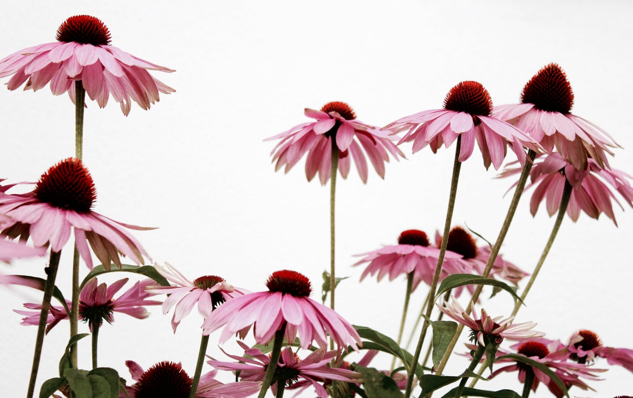 Doze flores rosas.