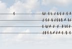 Pássaro sozinho à esquerda afastado dos demais pássaros amontoados em fios condutores de energia elétrica.