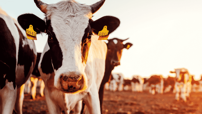 Vacas numa fazenda de pecuaria