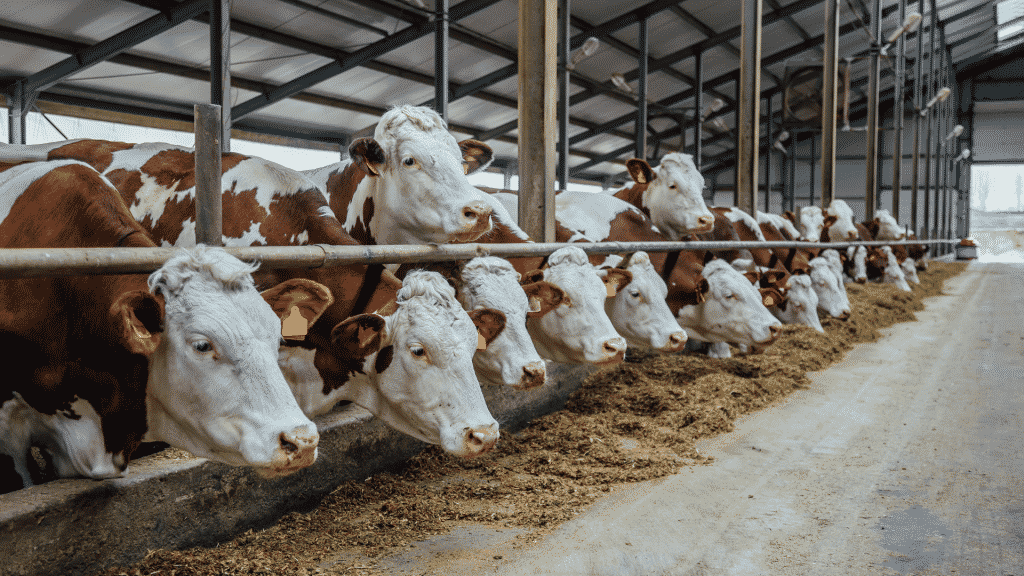 Vacas em fazenda de pecuária