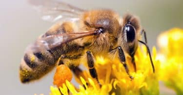 Abelha coletando néctar de uma flor.