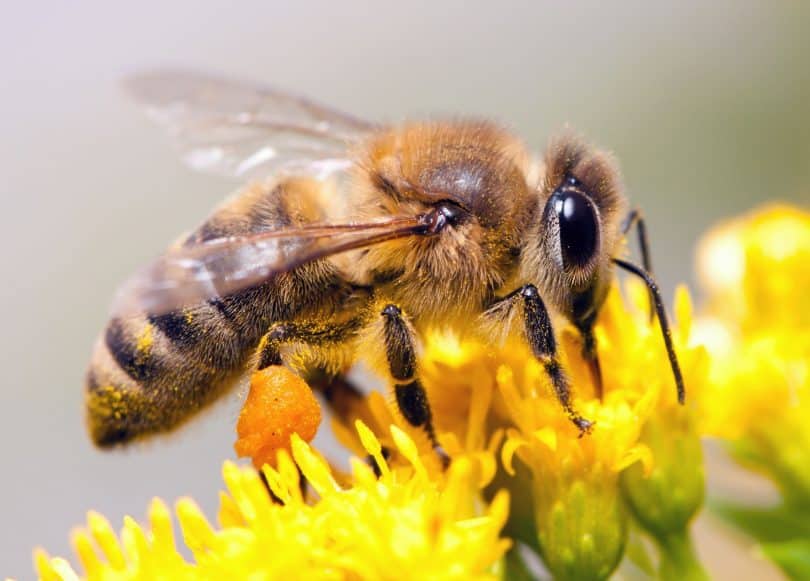 Abelha coletando néctar de uma flor.