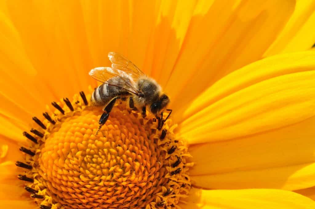 Abelha vista de perto sobre uma flor, coletando seu néctar.