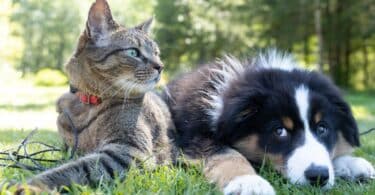 Um gato tigrado e um cachorro preto e branco deitados na grama, lado a lado.