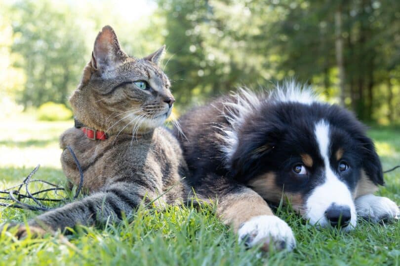 Um gato tigrado e um cachorro preto e branco deitados na grama, lado a lado.