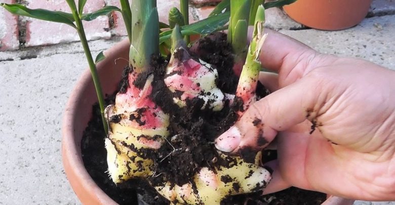 Mão retirando do vaso um pedaço de gengibre sujo com terra e que acabou de ser colhido. 
