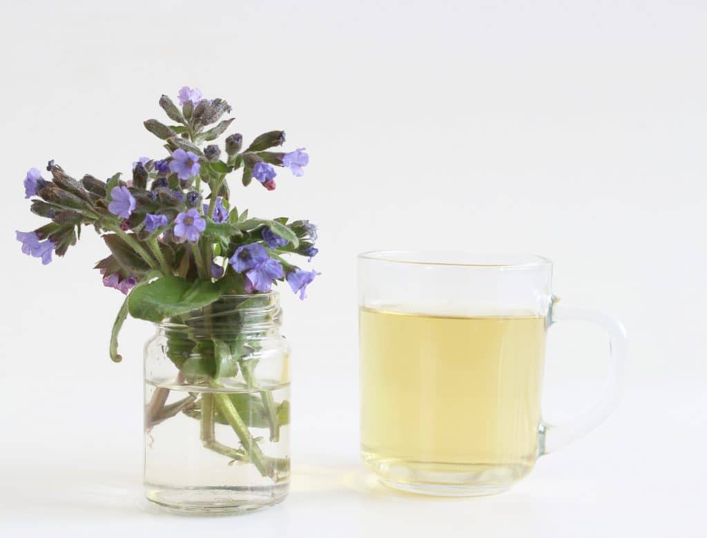 Chá de pulmonária servido em uma xícara de vidro. Ao lado da xícara um vaso com a flor da pulmonaria.

