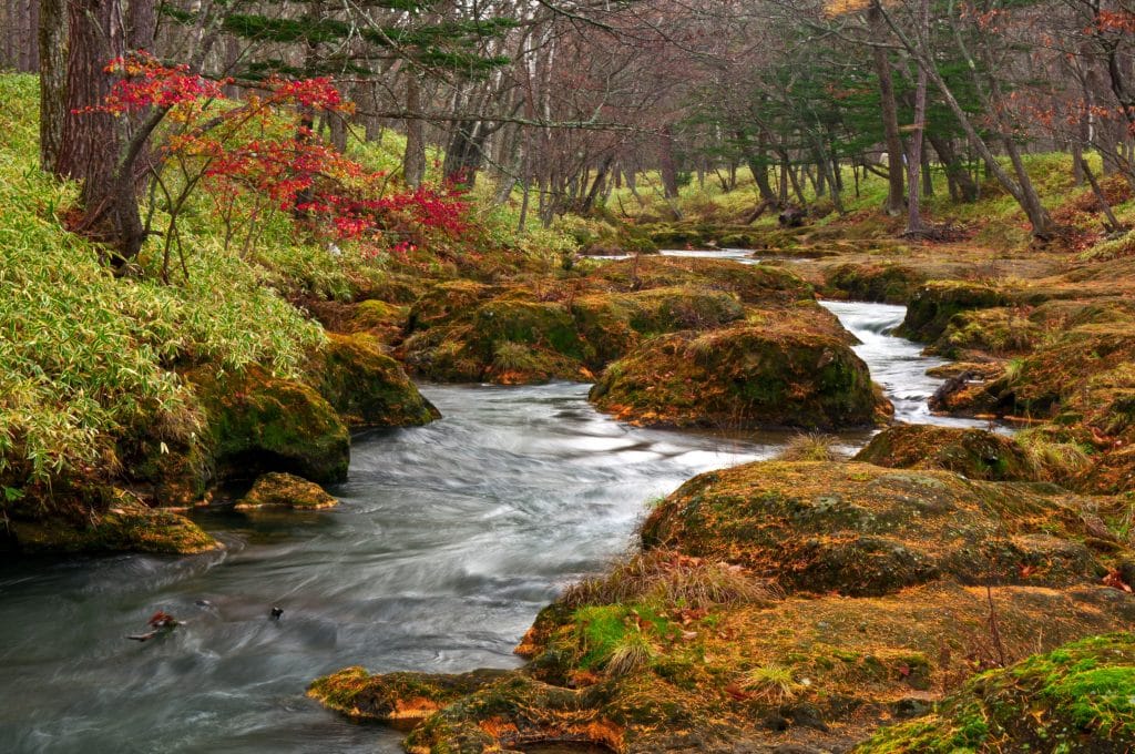 Imagem de um rio límpido. Ao lado dele várias árvores e pedras.