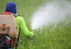 Fazendeiro de costas pulverizando pesticidas em plantação de arroz.