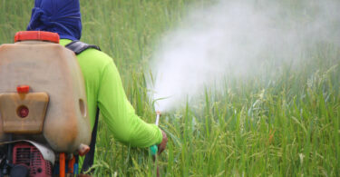 Fazendeiro de costas pulverizando pesticidas em plantação de arroz.