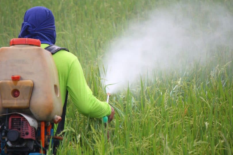 Fazendeiro de costas pulverizando pesticidas em plantação de arroz.