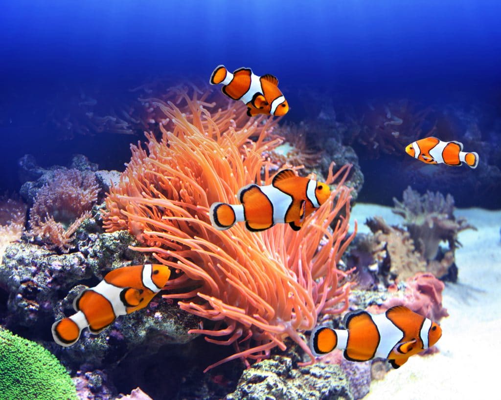 Cinco peixes listrados nas cores laranja e branco. Eles estão nadando no fundo do mar.