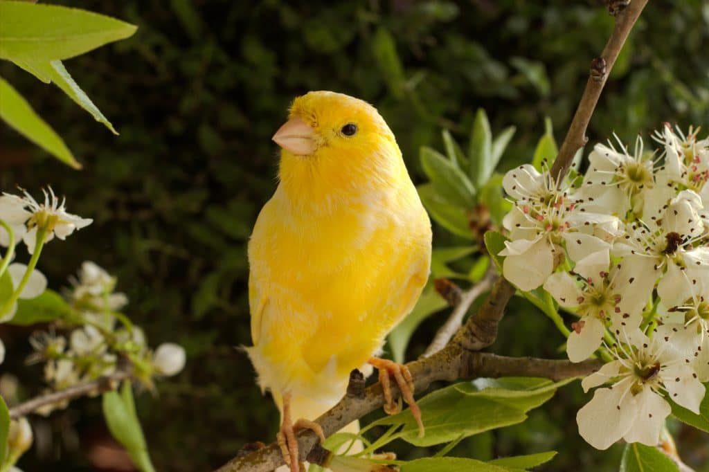 Lindo canarinho na cor amarela que pousou em um galho com flores brancas.