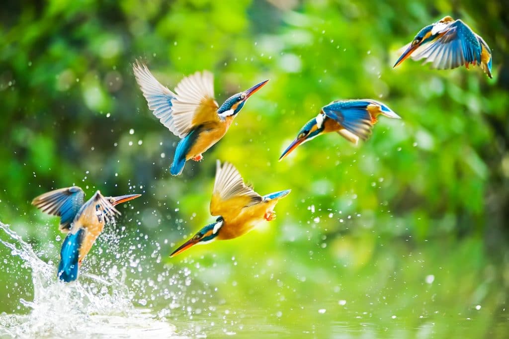 Quatro passarinhos nas cores amarelo, azul e branco. Eles estão se banhando em uma água limpinha de um rio e voando ao mesmo tempo.