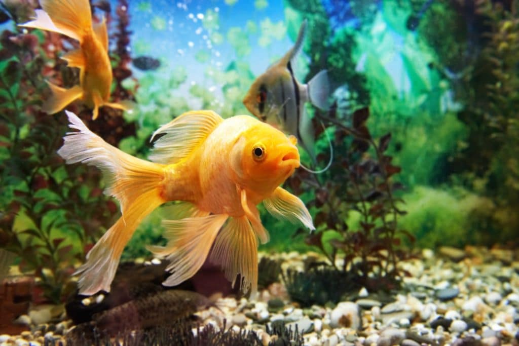 Peixe amarelo nadando no fundo do oceado azul.