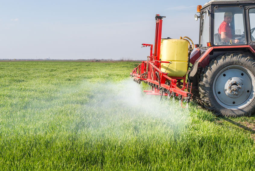 Trator pulverizando pesticidas em plantação de trigo.