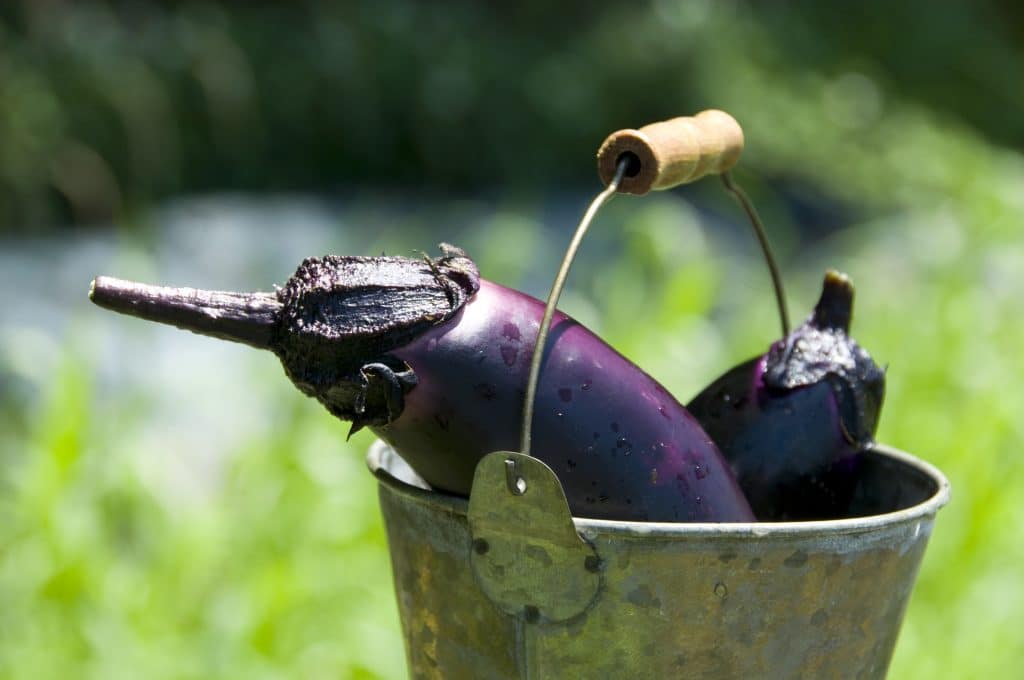 Berinjelas que acabaram de serem colhidas. Estão dentro de um balde de ferro antigo. Ao fundo uma plantação do legume.