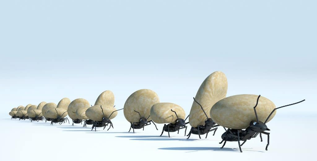 Várias formigas trabalhando. Elas estão enfileirads e carregando sementes brancas.