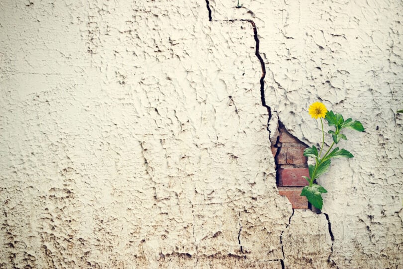 Flor amarela renascendo em muro