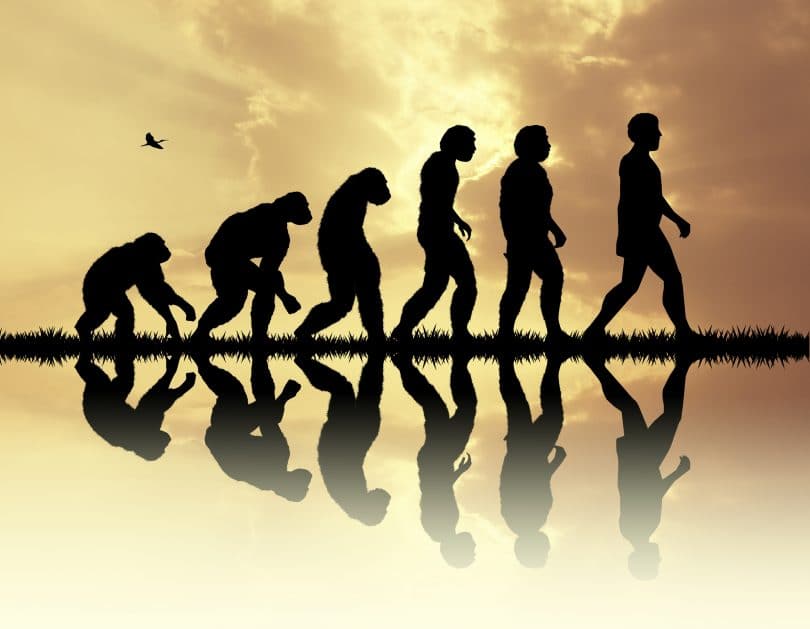 Evolução humana