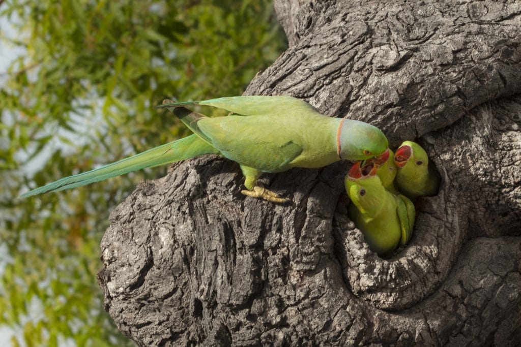 Filhotes de passarinhos em um ninho dentro de uma árvore sendo alimentados pela sua mãe. São 03 filhotes e a mãe na cor verde.
