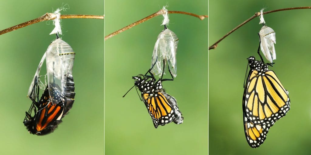 Imagem das três fazer de transformação e metamorfose da borbotela.