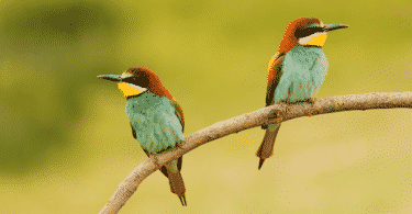 Dois pássaros coloridos em um galho