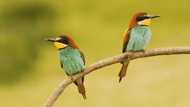 Dois pássaros coloridos em um galho