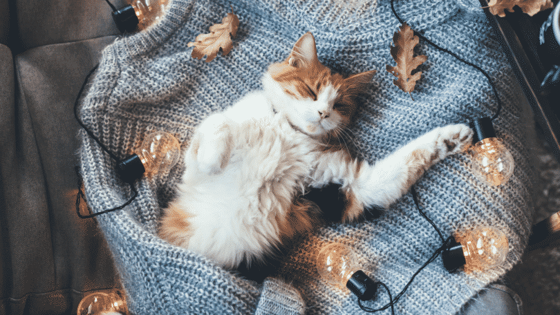 Gato dormindo de barriga para cima com luzes ao redor