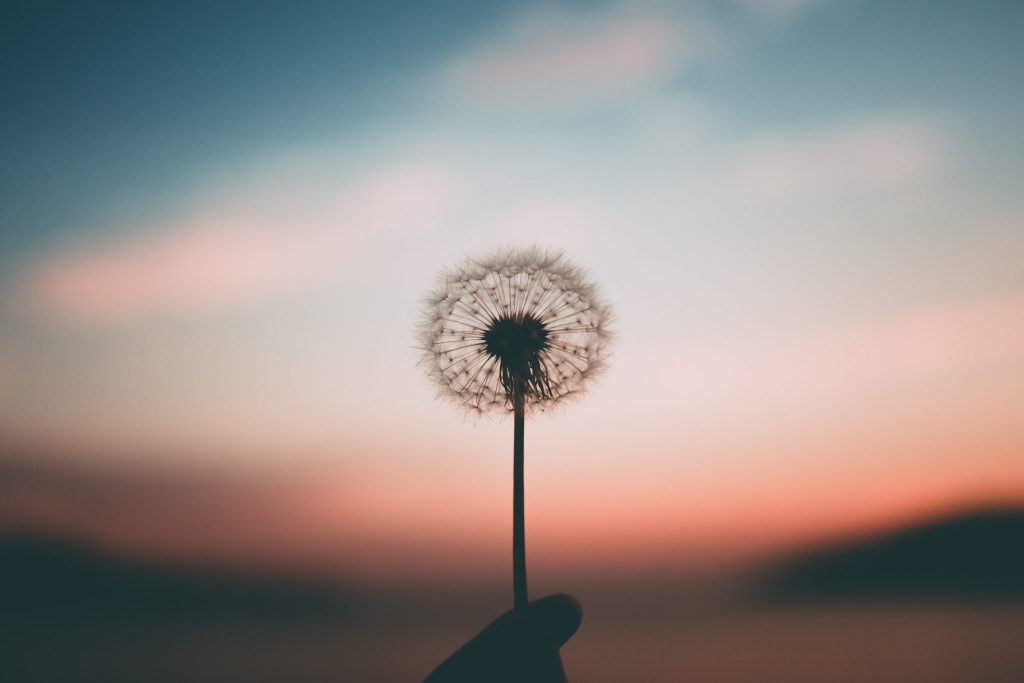 Flor dente de leão em foco com céu ao fundo em pôr-do-sol