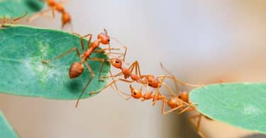 Recorte de várias formigas andando em uma planta.