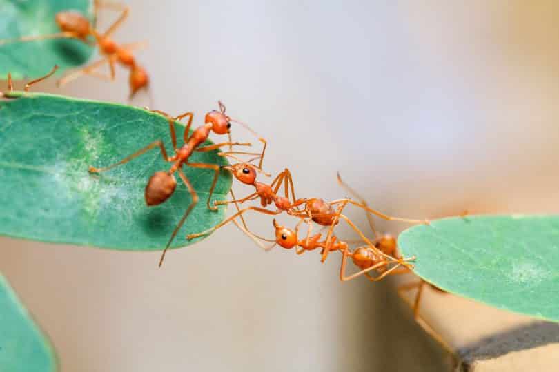 Recorte de várias formigas andando em uma planta.