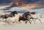 Cinco cavalos galopando no deserto ao pôr do sol