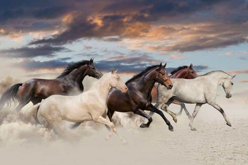 Cinco cavalos galopando no deserto ao pôr do sol