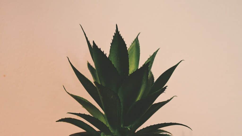 Planta babosa.