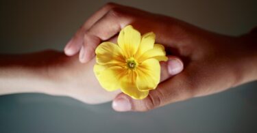 Uma mão de criança e uma mão adulta, segurando uma flor amarela juntas.