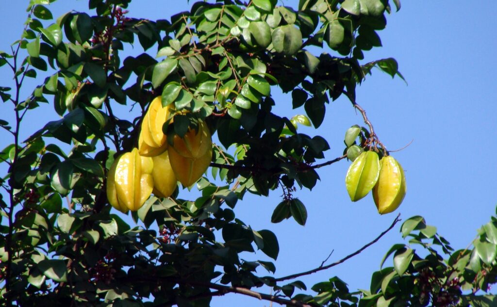 Imagem de um pé de carambola cheio de frutas.
