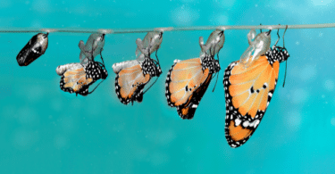 Processo de metamorfose da borboleta