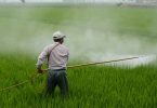 Agricultor colocando pesticidas em plantação