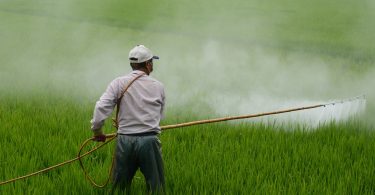 Agricultor colocando pesticidas em plantação